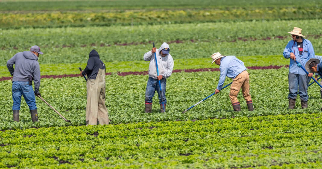 Farmworkers tending to fields