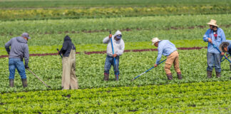 Farmworkers tending to fields