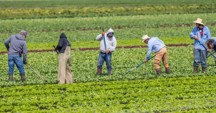 dreamstime_l_194256383 Farmworkers tending to fields