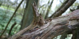 large broken tree branch depicted