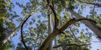 large trees depicted in state park