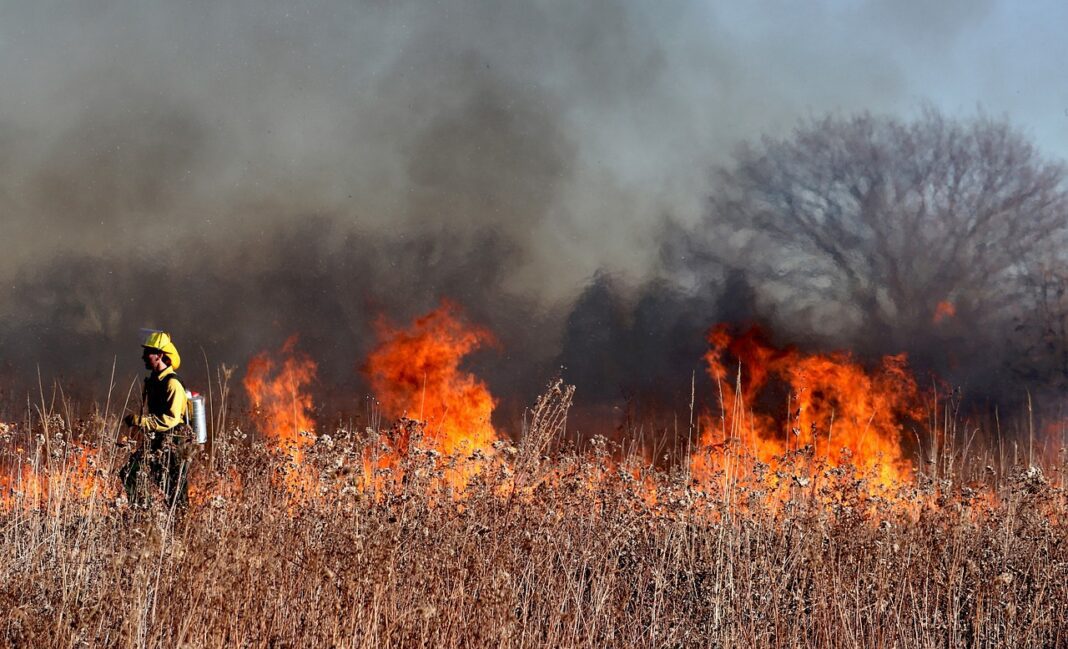 firefighter walks through large grassy areas engulfed in flames.