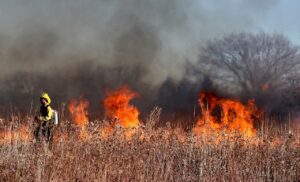 firefighter walks through large grassy areas engulfed in flames.