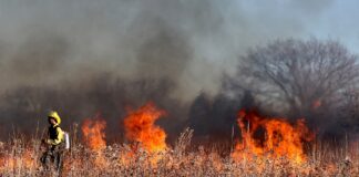 firefighter walks through large grassy areas engulfed in flames.