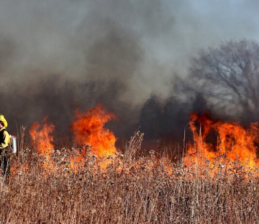 San Diego Native Describes Lahaina Escape firefighter walks through large grassy areas engulfed in flames.