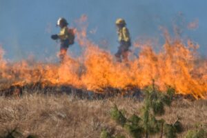 wildfire firefighters tackle large fire in rural area