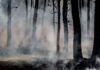 wildfire burns forest and exhibits large amounts of smoke