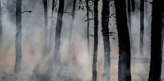 wildfire burns forest and exhibits large amounts of smoke