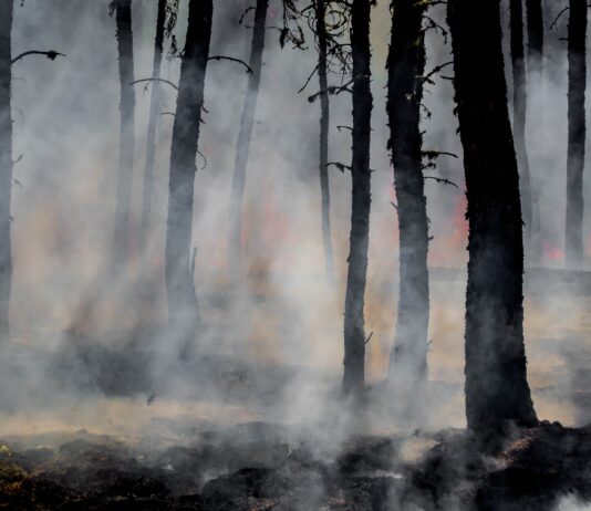 Eastern WA’s Medical Lake Area Engulfed in Wildfire, 1 Dead wildfire burns forest and exhibits large amounts of smoke