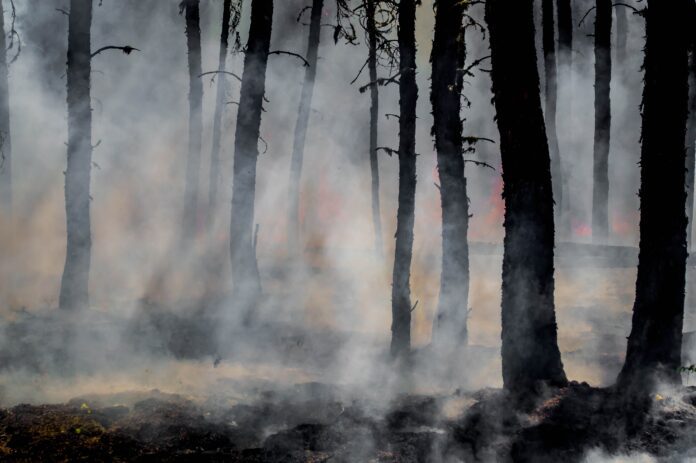wildfire burns forest and exhibits large amounts of smoke