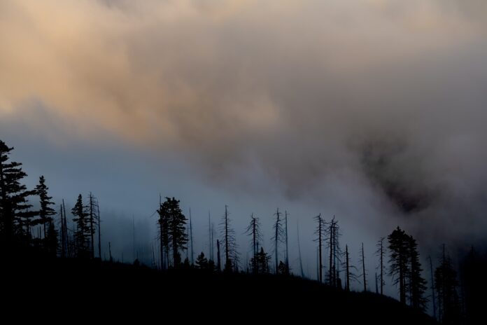 wildfire large cloud of smoke hangs in the air following wildfire