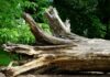 fallen tree