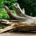 fallen tree