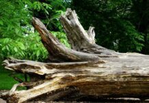 fallen tree