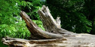 fallen tree