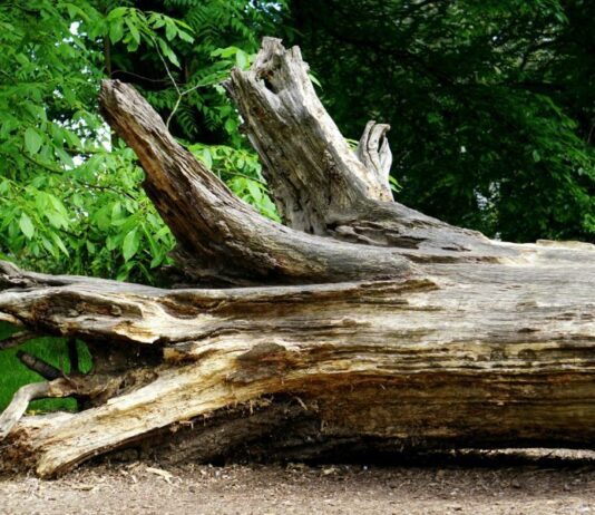 fallen tree