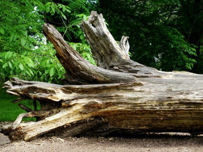 fallen tree