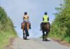 Two Horses, Rider Killed in Crash on Highway 371 horse riding